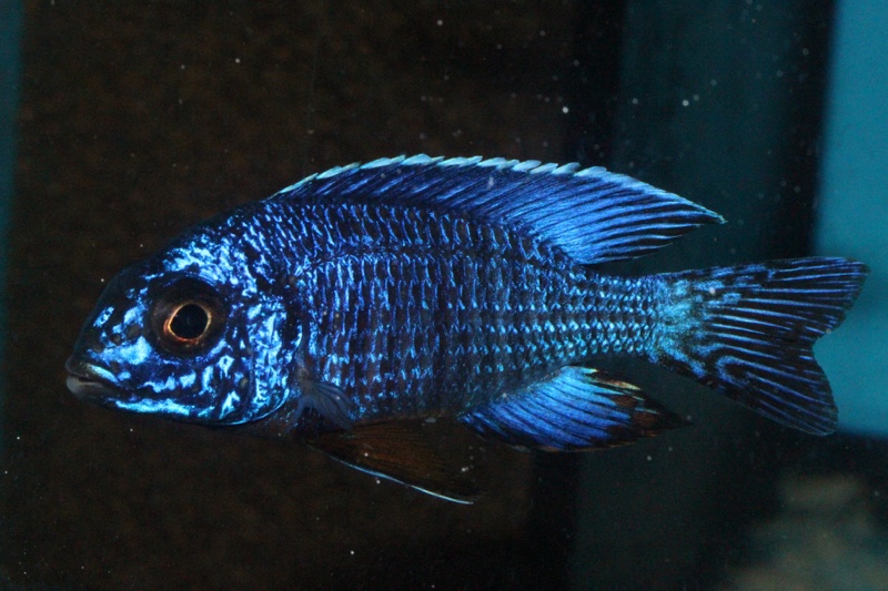 Aulonocara stuartgranti 'Cobwe'